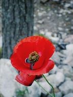 Red Flower and snow
