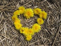 the heart of their dandelion flowers