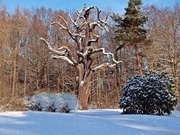 Landscape with winter oak