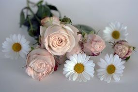 pastel roses and daisies