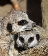 happy family of cute meerkat