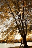 distant view of a couple in love under a big tree in autumn