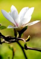 White Magnolia Floral