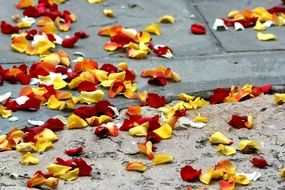 rose petals red and yellow