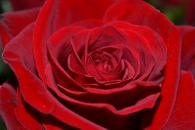 velvet rose close-up