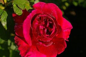 Red scented rose