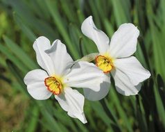 two white daffodils in the bright sun close up