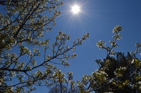 Spring Sky