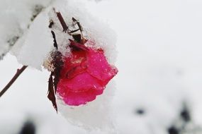 rose bud under snow cover