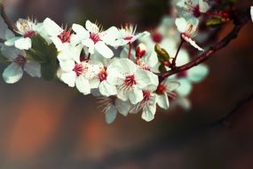 flowering branch of fruit tree close-up