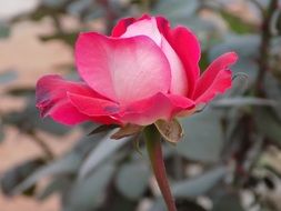 magnificent Rose