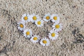 daisies in the shape of a heart