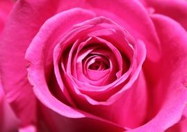pink rose as a wedding flower