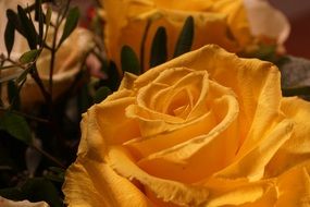 wallpaper with romantic yellow rose