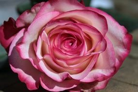 strikingly beautiful Rose Pink And White Blossom
