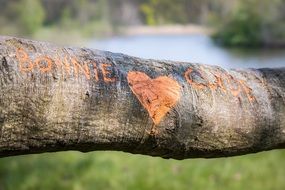 carved love symbols on a tree trunk