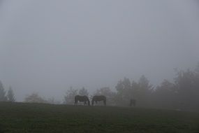 horses in the pasture in the fog