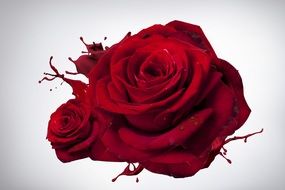 digital red rose drawing