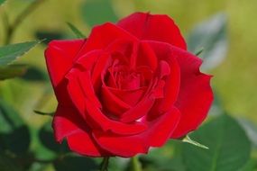 scarlet velvet rose in the garden