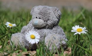 Teddy bear in field of flowers