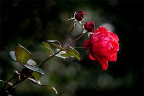 rose with two buds on a bush