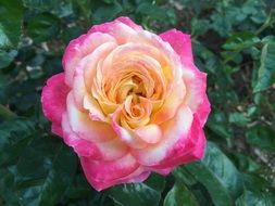 rose with a pink rim