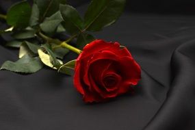 red rose lies on black cloth