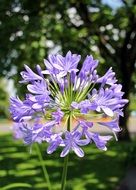 Agapanthus Love Flower