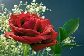 red rose as a romantic symbol