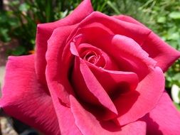 pink rose on a background of green bushes