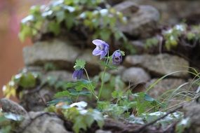 purple flower in the valley
