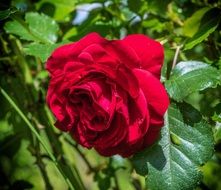 Red Rose Blooming outdoor