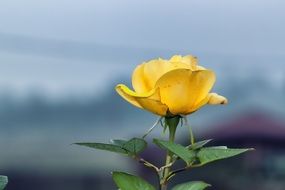 yellow rose with green leaves on a blurred background