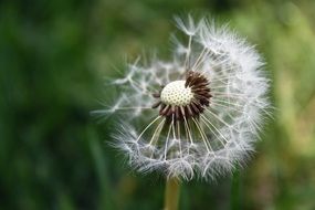 dandelion is a wild plant