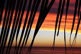 silhouette of palm leaves at sunset
