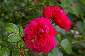 english rose bush in the garden