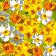 wallpaper with daffodils