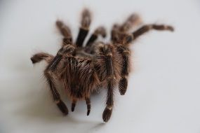 Colorful shaggy tarantura on a white table