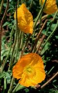 yellow Poppies close-up