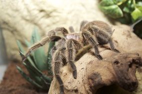 tarantula in the jungle