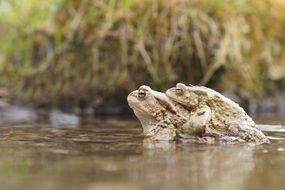 mating toads in water