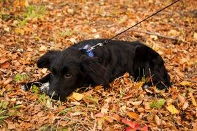 Black puppy fell in sadness