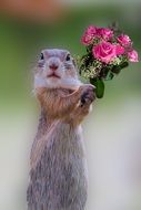 squirrel with a bouquet of roses