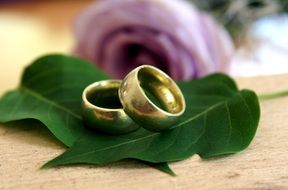 two wedding rings on rose leaves