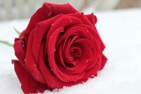 red rose in drops of water on the snow