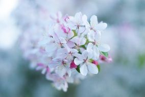 white delicate small flowers