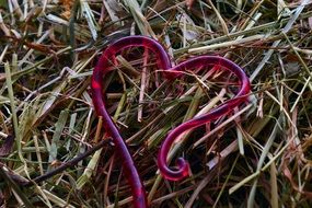 plastic heart on dry grass