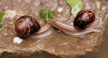 Pair of the snails