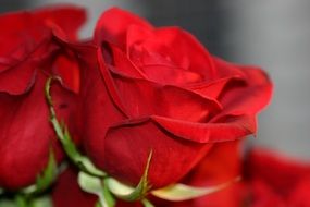 bouquet of red roses close-up