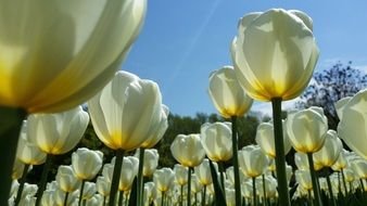 field of white tulips